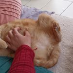 Garfield Mon Chat  Européen Mâle stérilisé - Garde d'animaux à domicile