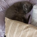 Guizmo Mon Chat  Bleu Russe Mâle stérilisé - Garde d'animaux à domicile