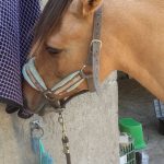 Spirit Mon Poney  Fjord Hongre - Garde d'animaux à domicile