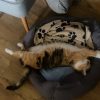 Images de profil de Andrea - Blooming Pets - Petsitting et garde d'animaux à domicile