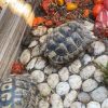 Images de profil de Andrea - Blooming Pets - Petsitting et garde d'animaux à domicile