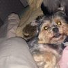 Images de profil de Andrea - Blooming Pets - Petsitting et garde d'animaux à domicile