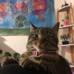 Princesse Mon Chat  Abyssin Femelle - Garde d'animaux à domicile
