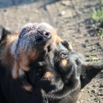 Goliath Mon Chien  Rottweiler Mâle - Garde d'animaux à domicile