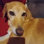 Luna Mon Chien  Setter Anglais Femelle - Garde d'animaux à domicile