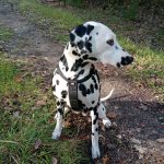 Unwina Mon Chien  Dalmatien Femelle - Garde d'animaux à domicile