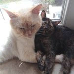 Chat blanc Mon Chat  German Rex Femelle - Garde d'animaux à domicile