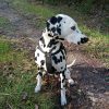 Images de profil de Angelique - Blooming Pets - Petsitting et garde d'animaux à domicile
