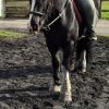 Images de profil de Angelique - Blooming Pets - Petsitting et garde d'animaux à domicile
