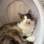 Aloy Mon Chat  Croisé Femelle - Garde d'animaux à domicile