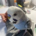 Mimi Mon Oiseau en cage  Perruche Ondulée Mâle - Garde d'animaux à domicile