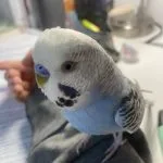 Mimi Mon Oiseau en cage  Perruche Ondulée Mâle - Garde d'animaux à domicile