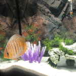3 Poissons - 70 Litres Mon Aquarium d’eau douce    - Garde d'animaux à domicile