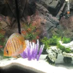 3 Poissons - 70 Litres Mon Aquarium d’eau douce    - Garde d'animaux à domicile