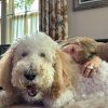 Images de profil de Annabelle - Blooming Pets - Petsitting et garde d'animaux à domicile