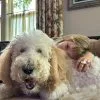 Images de profil de Annabelle - Blooming Pets - Petsitting et garde d'animaux à domicile