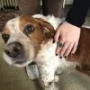 Images de profil de Annabelle - Blooming Pets - Petsitting et garde d'animaux à domicile