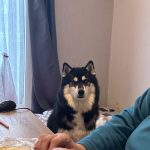 Ramses Mon Chien  Siberian Husky Mâle stérilisé - Garde d'animaux à domicile