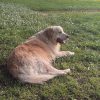 Images de profil de Aurore - Blooming Pets - Petsitting et garde d'animaux à domicile