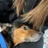 Images de profil de Louise - Blooming Pets - Petsitting et garde d'animaux à domicile