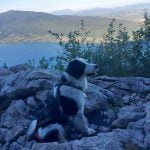 Julo Mon Chien  Border Collie Mâle stérilisé - Garde d'animaux à domicile