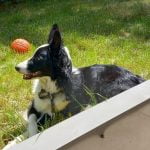 Oups Mon Chien  Border Collie Mâle stérilisé - Garde d'animaux à domicile