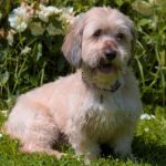 Onyx Mon Chien  Teckel Mâle stérilisé - Garde d'animaux à domicile
