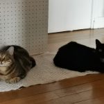 Joséphine Mon Chat  Européen Femelle stérilisée - Garde d'animaux à domicile