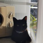 Bronx Mon Chat  Européen Mâle stérilisé - Garde d'animaux à domicile
