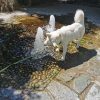 Images de profil de camille - Blooming Pets - Petsitting et garde d'animaux à domicile