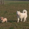 Images de profil de camille - Blooming Pets - Petsitting et garde d'animaux à domicile
