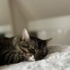 Images de profil de Camille - Blooming Pets - Petsitting et garde d'animaux à domicile