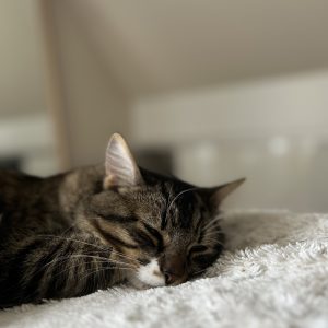 Images de profil de Camille - Blooming Pets - Petsitting et garde d'animaux à domicile