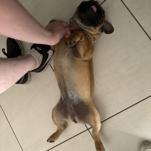 Images de profil de Camille - Blooming Pets - Petsitting et garde d'animaux à domicile