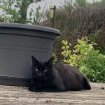 Pixel Mon Chat  Européen Mâle - Garde d'animaux à domicile