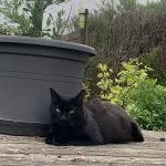 Pixel Mon Chat  Européen Mâle - Garde d'animaux à domicile