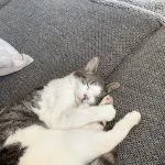Snoopy Mon Chat  Européen Mâle - Garde d'animaux à domicile