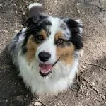 Skype Mon Chien  Berger Australien Mâle - Garde d'animaux à domicile