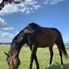 Images de profil de Camille - Blooming Pets - Petsitting et garde d'animaux à domicile