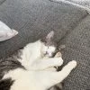Images de profil de Camille - Blooming Pets - Petsitting et garde d'animaux à domicile