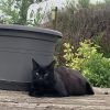 Images de profil de Camille - Blooming Pets - Petsitting et garde d'animaux à domicile