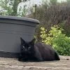 Images de profil de Camille - Blooming Pets - Petsitting et garde d'animaux à domicile