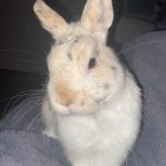 Pinpin Mon Lapin  Nain Mâle - Garde d'animaux à domicile