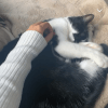 Images de profil de Candyce - Blooming Pets - Petsitting et garde d'animaux à domicile