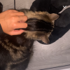 Images de profil de Candyce - Blooming Pets - Petsitting et garde d'animaux à domicile