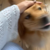 Images de profil de Candyce - Blooming Pets - Petsitting et garde d'animaux à domicile