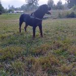R Mon Chien  Rottweiler Femelle - Garde d'animaux à domicile
