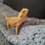 T Mon Lézard  Dragon Barbu (Pogona Vitticeps) Femelle - Garde d'animaux à domicile