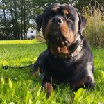 O Mon Chien  Rottweiler Mâle - Garde d'animaux à domicile