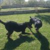 Images de profil de carine - Blooming Pets - Petsitting et garde d'animaux à domicile